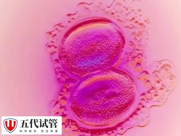 卵巢功能好养囊成功率高